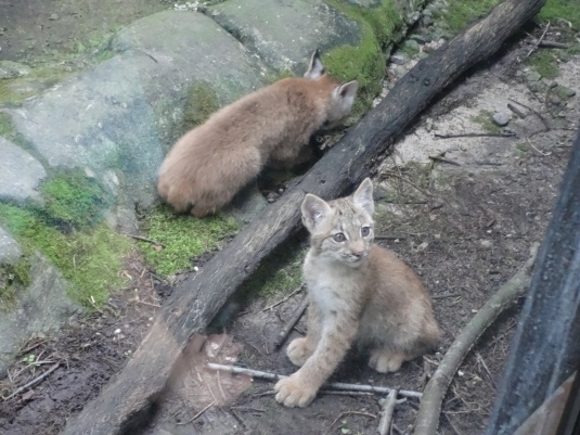 lynx kittens and logs