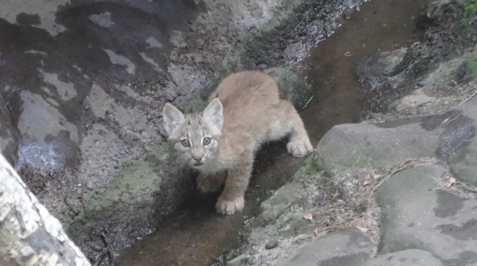 Minnesota Zoo lynx kitten in stream