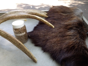 Minnesota Zoo moose artifacts