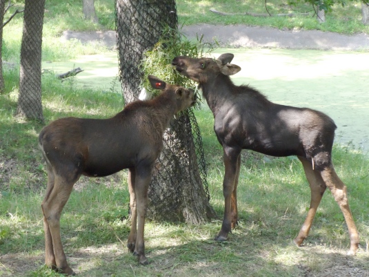 Minnesota Zoo moose calves