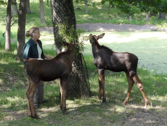 moose calves and Diana
